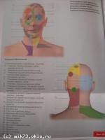Тригерные зоны на коже головы при некоторых заболеваниях.